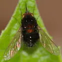Bombylius pulcher