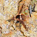 Bombylius pygmaeus