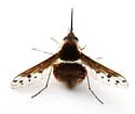 Bombylius pygmaeus - photo 2