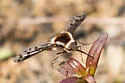 Bombylius pygmaeus - photo 3