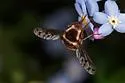 Bombylius pygmaeus - photo 4