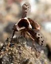 Bombylius pygmaeus - photo 5