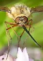 Bombylius texanus
