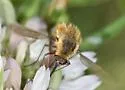 Bombylius texanus - photo 2
