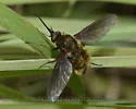 Bombylius validus - Bombylius validus