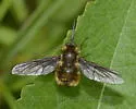 Bombylius validus - photo 2