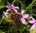 Bombylius validus - photo 3