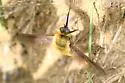 Bombylius validus - photo 4
