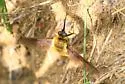 Bombylius validus - photo 5