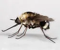 Bombylius varius