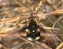 Bombylius varius - photo 2