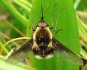 Bombylius varius - photo 3