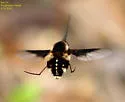Bombylius varius - photo 4