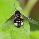 Bombylius varius - photo 5