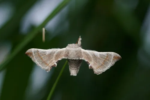 Bombyx lemeepauli