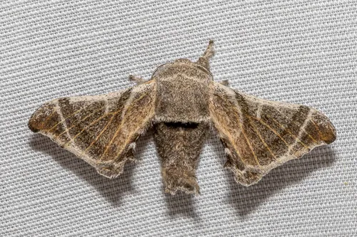 Bombyx lemeepauli - photo 5