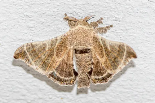 Bombyx lemeepauli - photo 6
