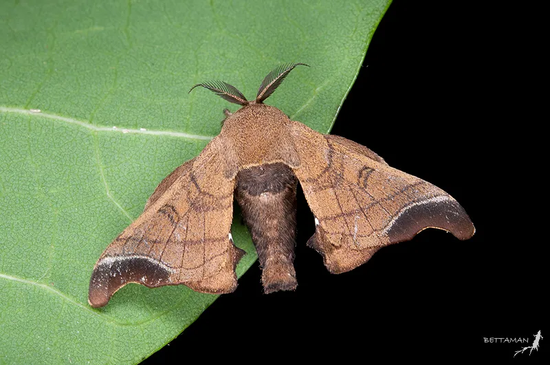 Wild Silkmoth - photo 3