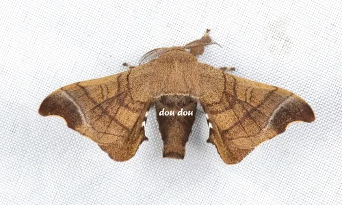 Wild Silkmoth - photo 5