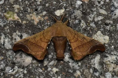 Wild Silkmoth - photo 6