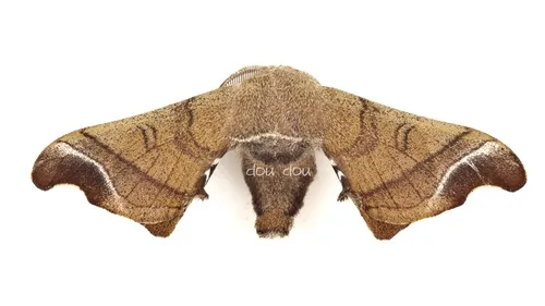 Wild Silkmoth - photo 7