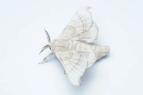 Domesticated Silkmoth