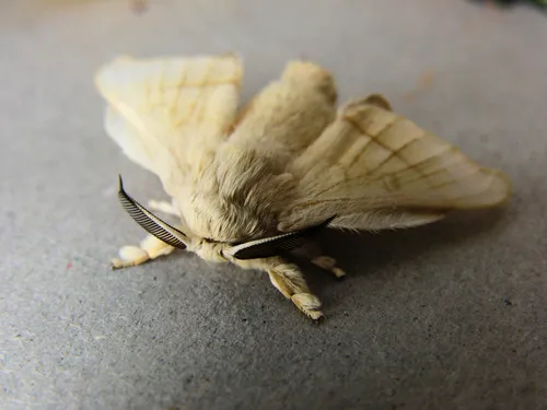 Domesticated Silkmoth - photo 5