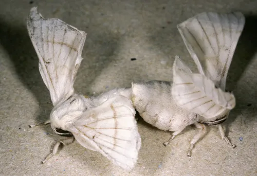 Domesticated Silkmoth - photo 6