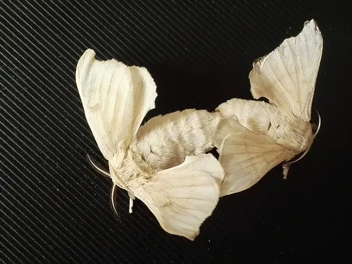 Domesticated Silkmoth - photo 7
