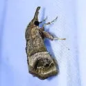 Bonchis munitalis - Hodges#5564 - photo 2