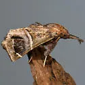 Bonchis munitalis - Hodges#5564 - photo 4