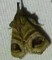 Bonchis munitalis - Hodges#5564 - photo 5