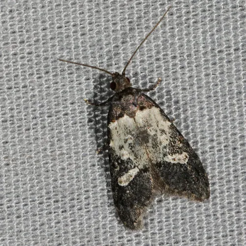 Bondia comonana - Hodges#2318 - photo 2