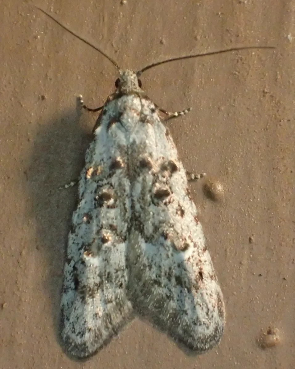 Crescent-marked Bondia - Hodges#2319 - photo 2