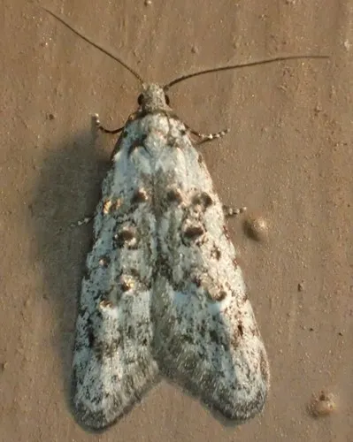 Crescent-marked Bondia - Hodges#2319 - photo 3