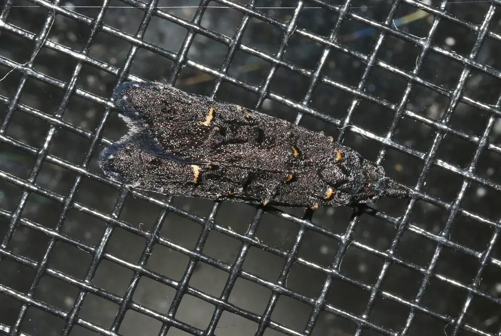 Bondia nigella - photo 2