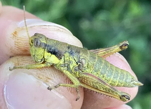 Marys Peak Wingless Grasshopper