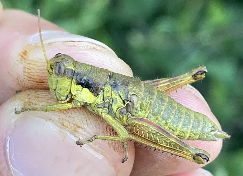 Marys Peak Wingless Grasshopper - photo 2