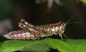 Wingless Mountain Grasshopper