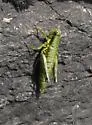 Wingless Mountain Grasshopper - photo 2