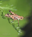 Wingless Mountain Grasshopper - photo 3