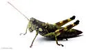 Wingless Mountain Grasshopper - photo 4