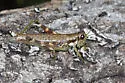 Wingless Mountain Grasshopper - photo 5