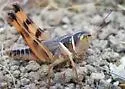 Short-winged Boopie