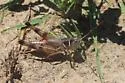 Short-winged Boopie - photo 3