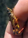 Yellow-belly Boopie