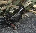 Ebony Grasshopper