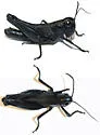 Ebony Grasshopper - photo 2
