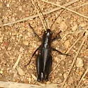 Ebony Grasshopper - photo 4