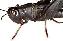Ebony Grasshopper - photo 5